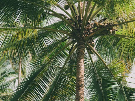 Coconut Sugar: A Complete Guide for Home Cooks