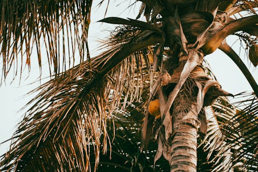 Coconut Sugar: A Complete Guide for Home Cooks