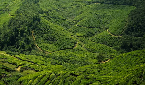 How We Source Spices Directly from Sri Lanka