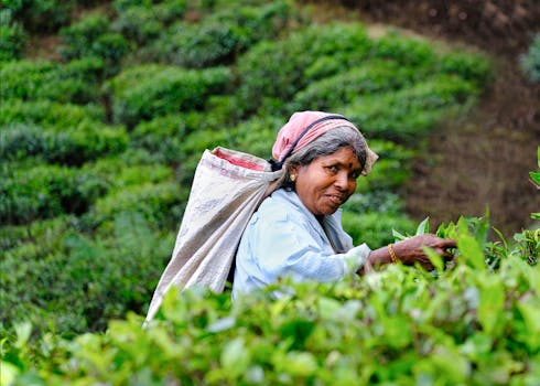 How We Source Spices Directly from Sri Lanka